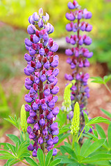 Image showing Lupine