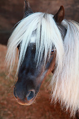 Image showing Shetland Pony