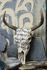 Image showing Yak skull in Tibet