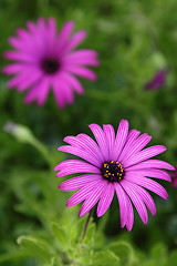 Image showing Purple daisy