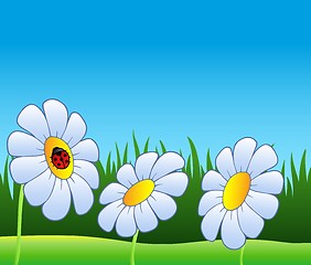 Image showing Three daisies and ladybug