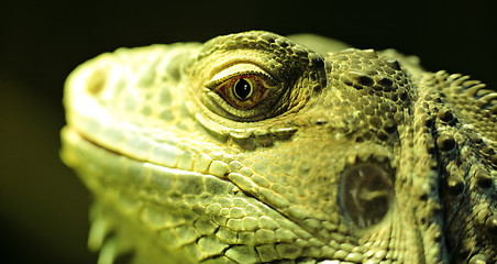 Image showing bearded dragon head