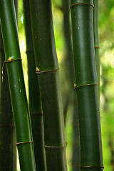 Image showing bamboo