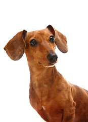 Image showing dachshund