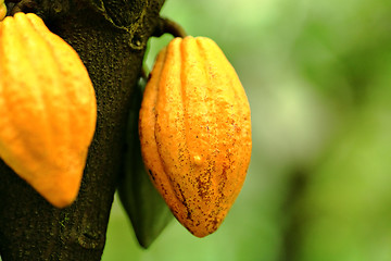 Image showing Cocoa pods