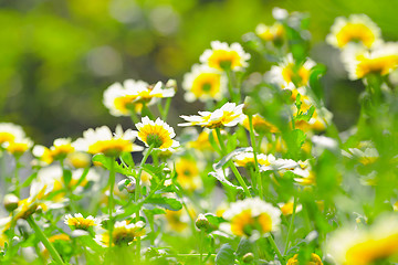 Image showing white flowers in spring time