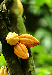 Image showing Cocoa pods