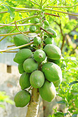 Image showing papaya tree