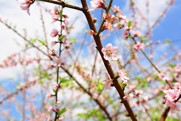 Image showing cherry blossoms