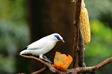 Image showing Bali Starling