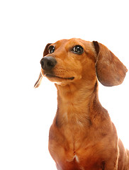 Image showing dachshund