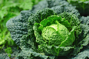 Image showing vegetable in field