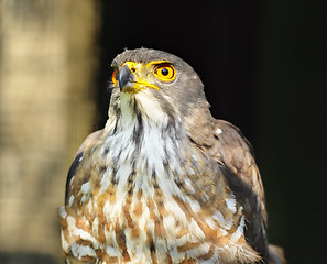 Image showing Eagle portrait