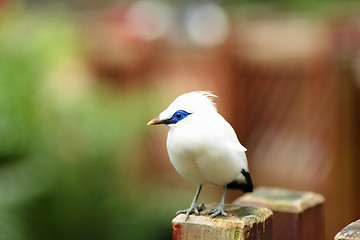 Image showing Bali Starling