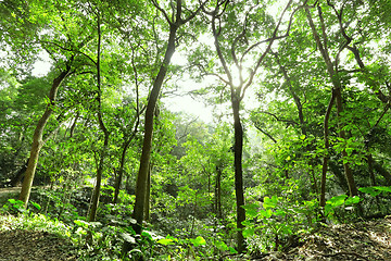 Image showing forest with sun ray