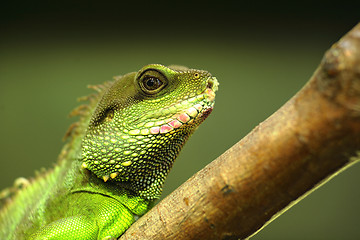 Image showing green iguana on tree branch