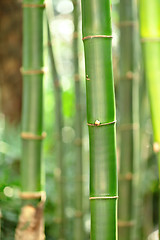 Image showing bamboo