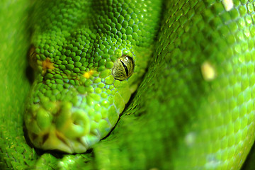 Image showing Snake