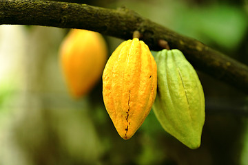 Image showing Cocoa pods