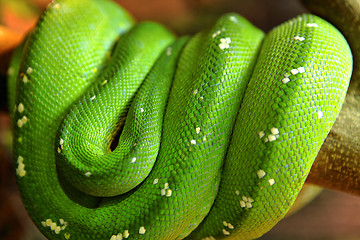 Image showing Green snake