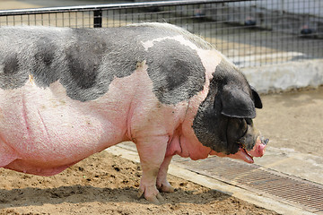 Image showing pig