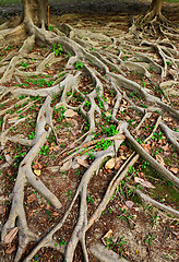 Image showing tree roots