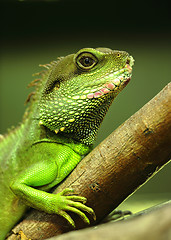 Image showing green iguana on tree branch