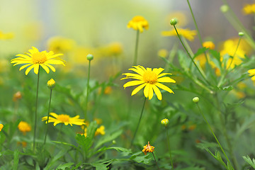 Image showing yellow flower