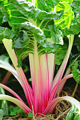 Image showing vegetable in garden