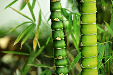 Image showing bamboo