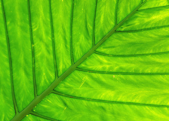 Image showing leaf texture