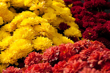 Image showing Colorful Chrysanthemum Flowers