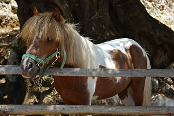 Image showing Pony Horse