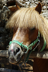 Image showing Pony