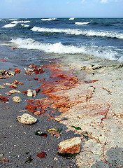 Image showing Rocky beach