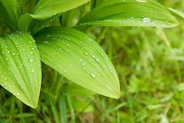 Image showing wild garlic