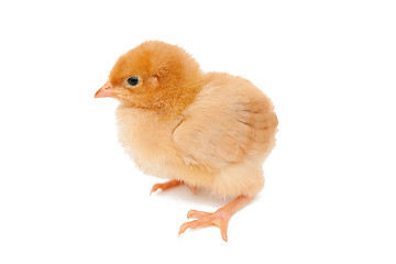 Image showing Baby chicken