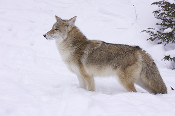 Image showing Coyote profile view