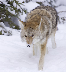 Image showing Coyote walking forward