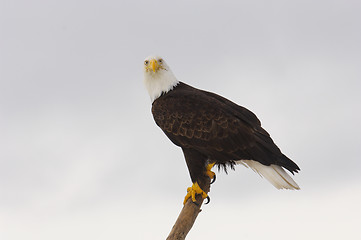 Image showing Alaskan Bald Eagle, Haliaeetus leucocephalus