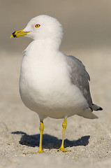Image showing Ring-billed Gull, Larus delawarensis argentatus