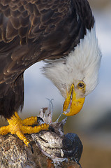 Image showing Alaskan Bald Eagle, Haliaeetus leucocephalus