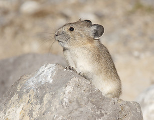 Image showing American Pika