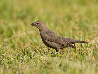 Image showing Brown-headed Cowbird, Molothrus ater