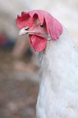 Image showing Domestic Farm Chicken with red comb 