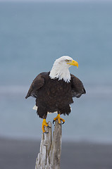 Image showing Alaskan Bald Eagle, Haliaeetus leucocephalus