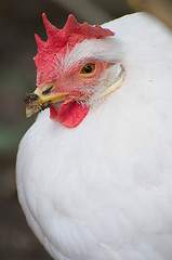 Image showing Domestic Farm Chicken with red comb 