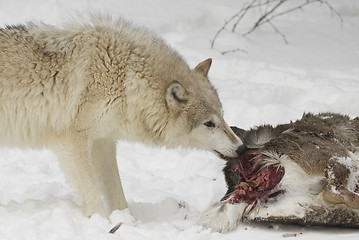 Image showing Wolf eating part of mule deer