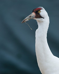 Image showing Critically Endangered Whooping Crane, Grus americana