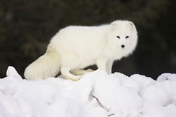 Image showing Arctic Fox in deep white snow